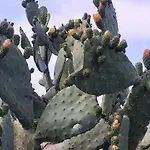 Pensión Li Muntigeddi