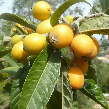 Li Muntigeddi 4* San Teodoro (Sardinia)