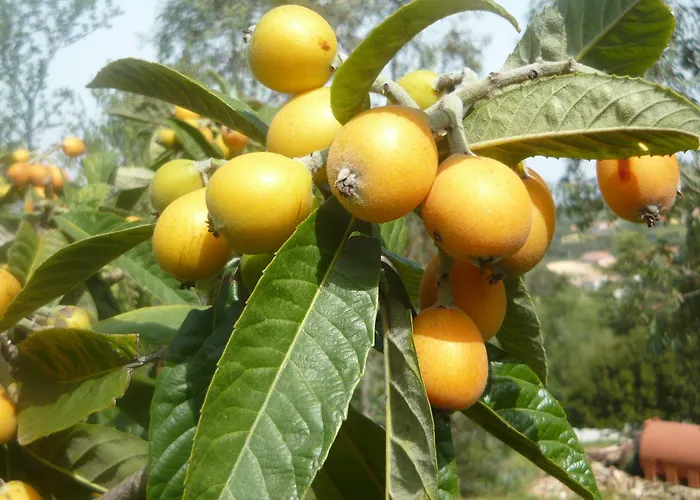 Li Muntigeddi 4* San Teodoro (Sardinia)